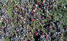 Close-up of cushion plants