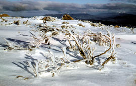 Trees on slope of Mount Mawson