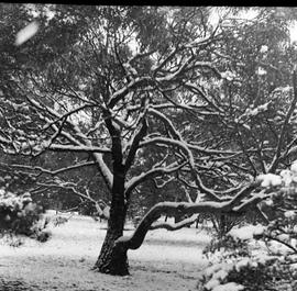 Snowy tree
