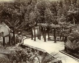 Fern Tree Bower