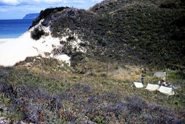 View of Bruny Island campsite of Hobart Walking Club 1955