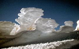Ice on bushes at Newdegate Pass