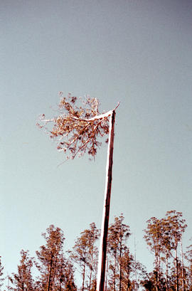 Heading a tree in the Florentine Valley