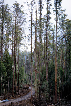 Gravel road in Florentine Valley