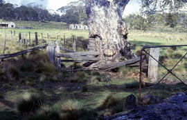 Gnarled tree trunk at Liawenee