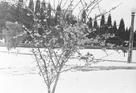 Blossom tree in the snow