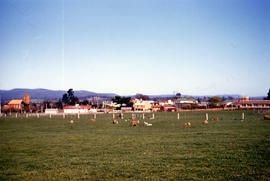Paddocks on outskirts of Campbell Town