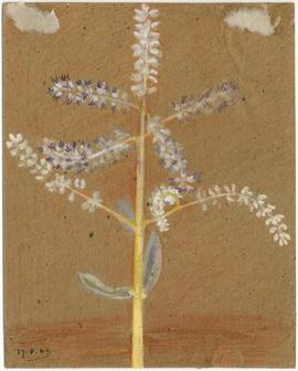 Unidentified