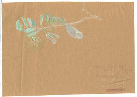 Unidentified