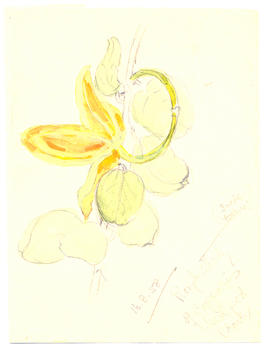 Capparis seedpod