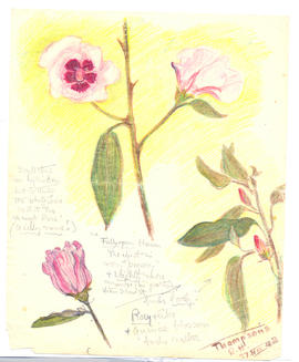 Desert Rose