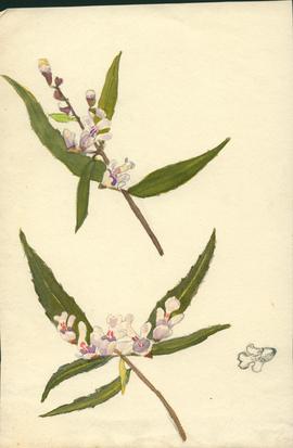 Mint bush