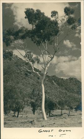 Postcard of Ghost Gum