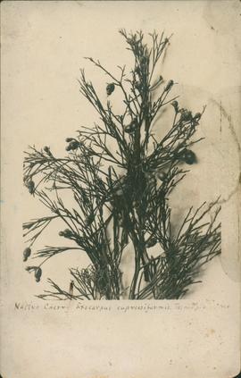 Postcard of Native Cherry