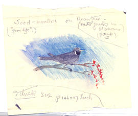 Wood Swallow