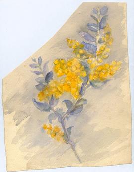 Wattle
