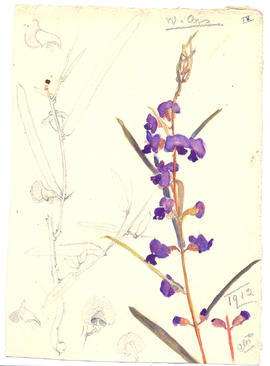 Unidentified