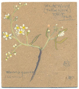 Whitewood (Tallow wood)