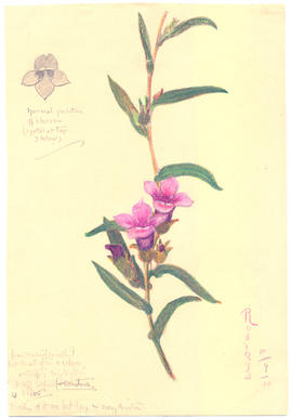 Unidentified